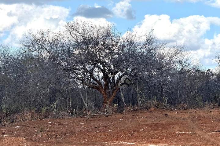 28 DE ABRIL - DIA NACIONAL DA CAATINGA 🌵