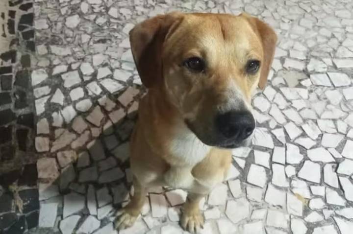Adolescentes suspeitos de causar morte do cão Orelha tentaram afogar outro cachorro na praia em SC, diz polícia