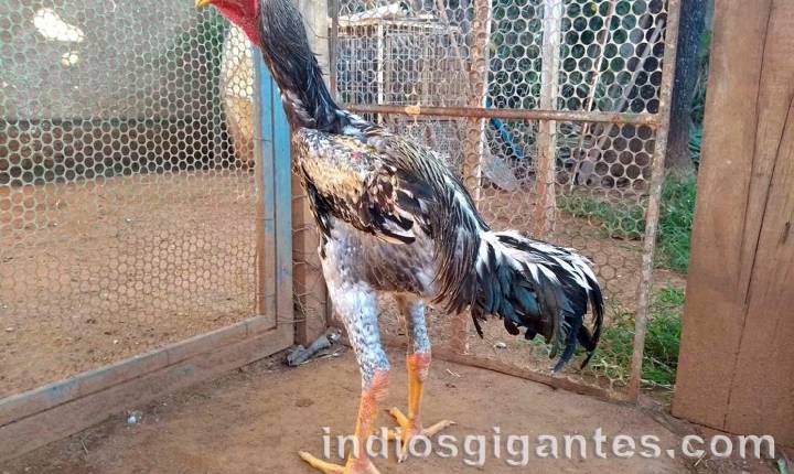 Criação de galinhas gigantes da raça indio malaia vira excelente opção para pequenos podutores