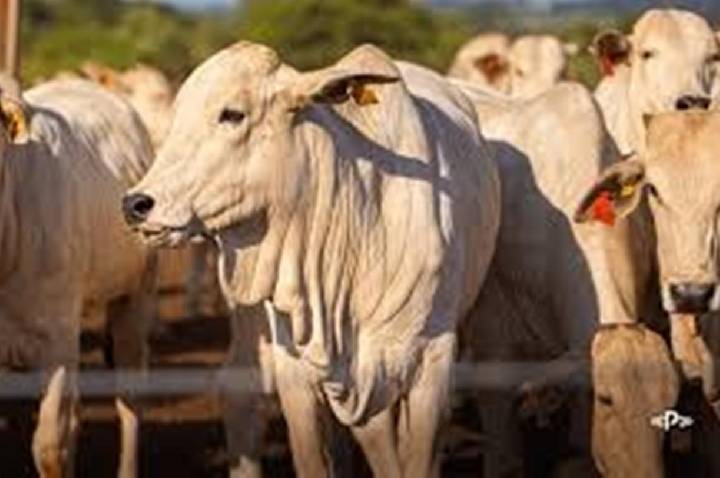 Frigorífico de Guajará-Mirim causa prejuízo de mais de 10 milhões à pecuaristas