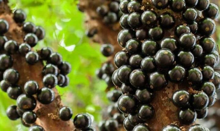 Maior fazenda de jabuticabas do mundo impressiona pelo número de árvores e fica no Brasil