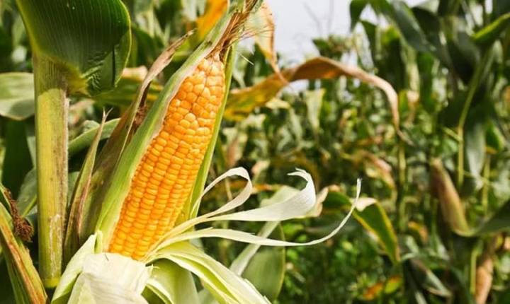 Menor estado do Brasil vira gigante do agro com recorde nacional de milho, vaca que produz quase três vezes mais leite, filas de caminhões de laranja e camarão exportado para Europ