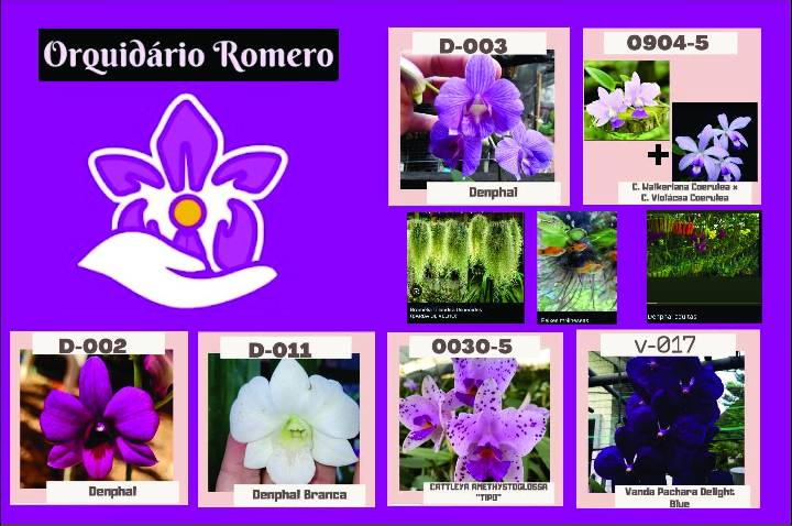 Paraíso das Orquídeas: Conheça o Orquidário Romero, um refúgio de beleza e natureza em Cacoal