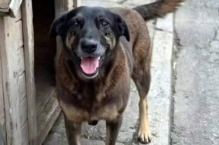 Polícia reforça segurança para receber suspeitos de agredir o cão Orelha em aeroporto