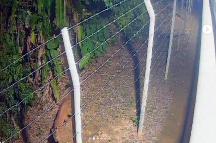 PORTO VELHO - Onça parda e filmada por camêras de monitoramento no Parque Circuito