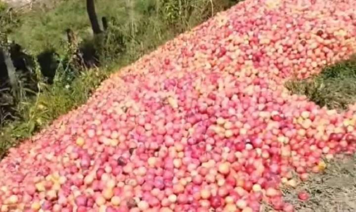 Produtor se emociona e desabafa após descartar 50 toneladas de ameixa em SC: “Quem quiser”