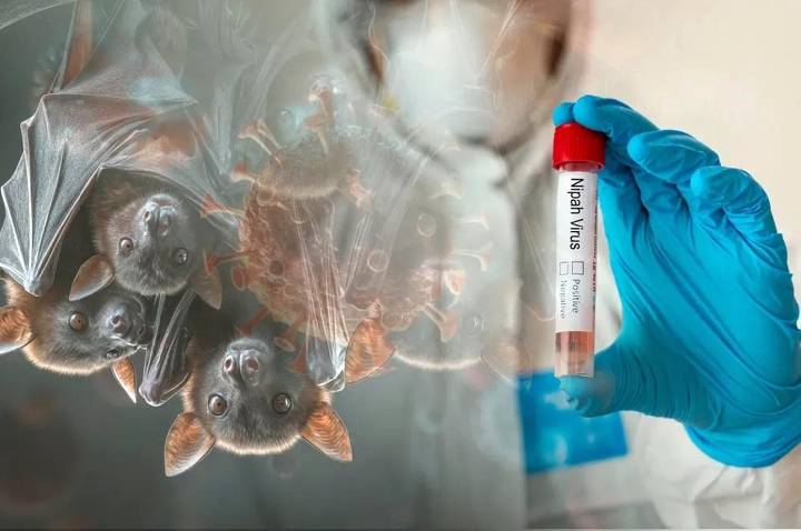 Vírus Nipah na Índia: entenda o que é a doença, riscos, transmissão e se pode chegar no Brasil
