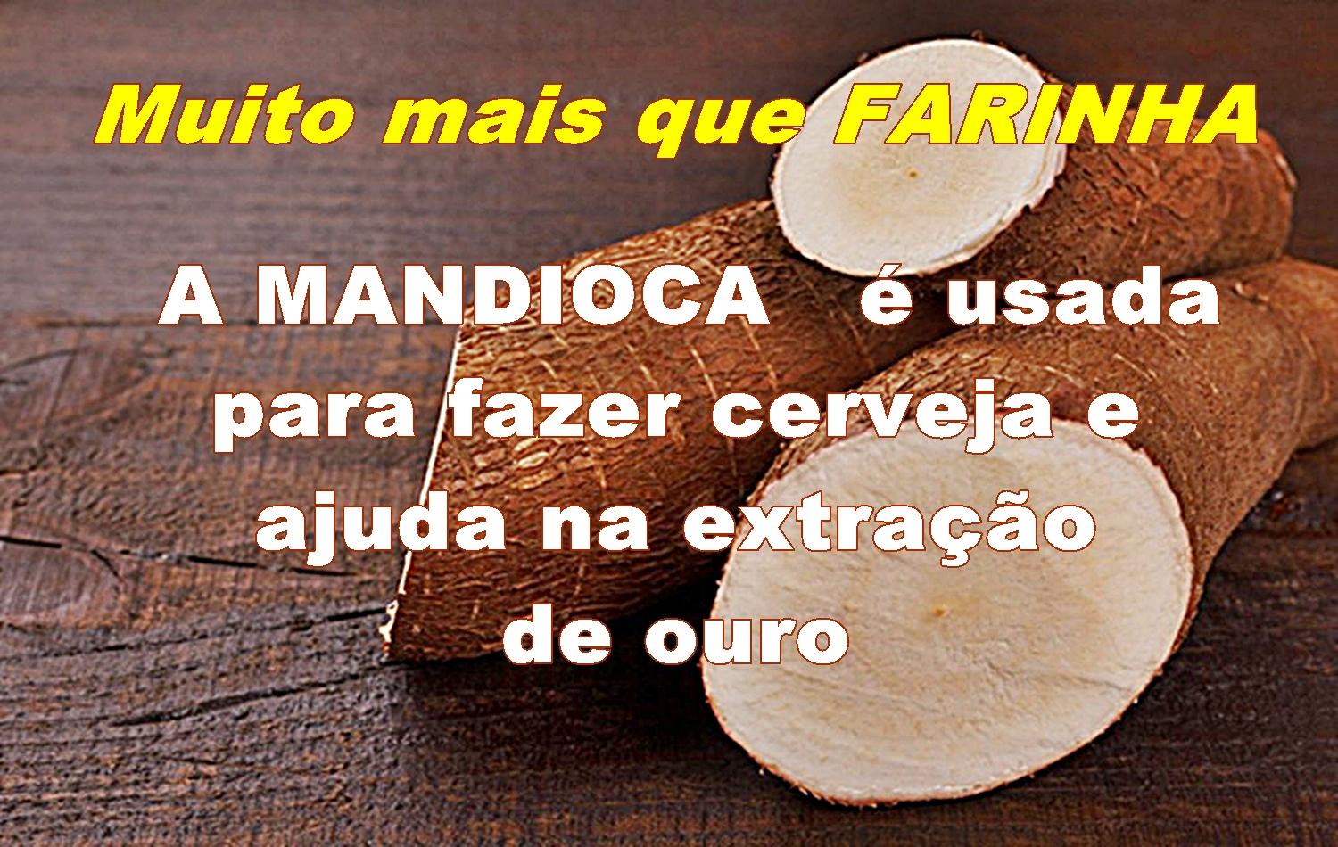 Além da farinha, mandioca é usada na produção de cerveja, melaço e ajuda a extrair o ouro