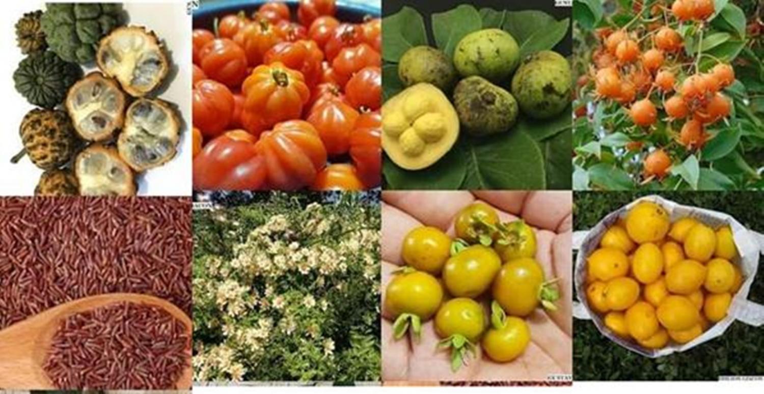 Alimentos brasileiros que correm risco de extinção