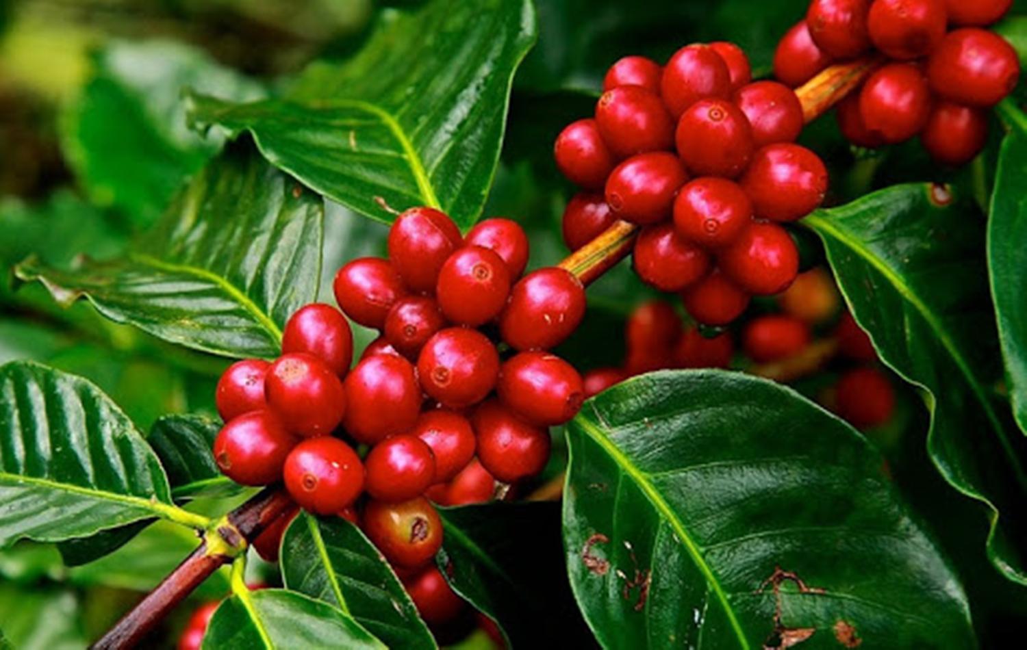 Café: Com alta em Nova York, preços disparam no Brasil