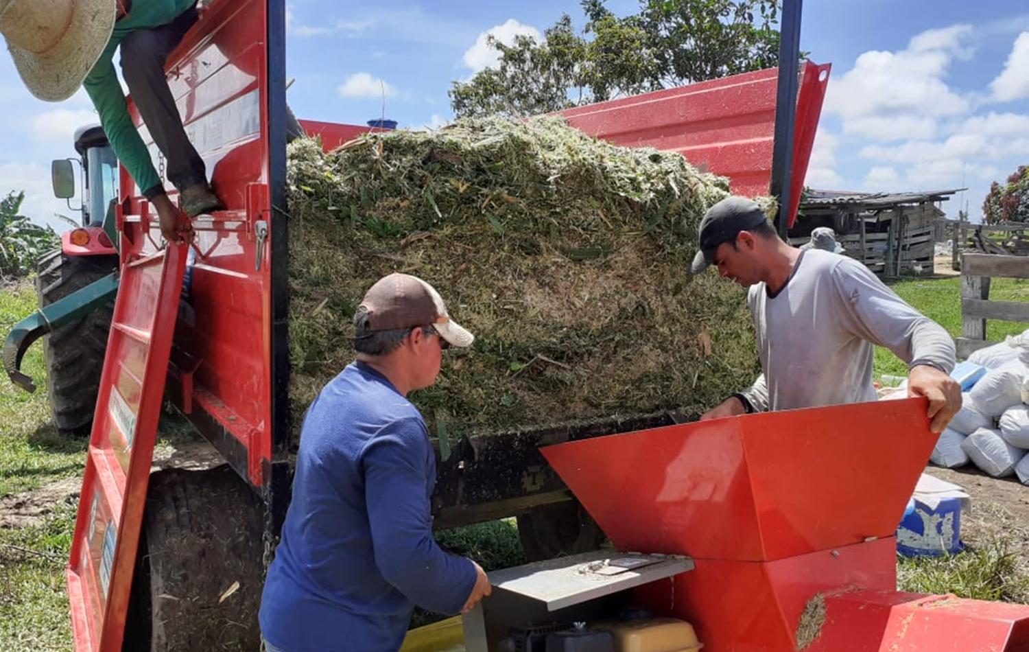 Cultivo do Capiaçu deve fortalecer a produção de leite e carne em Porto Velho