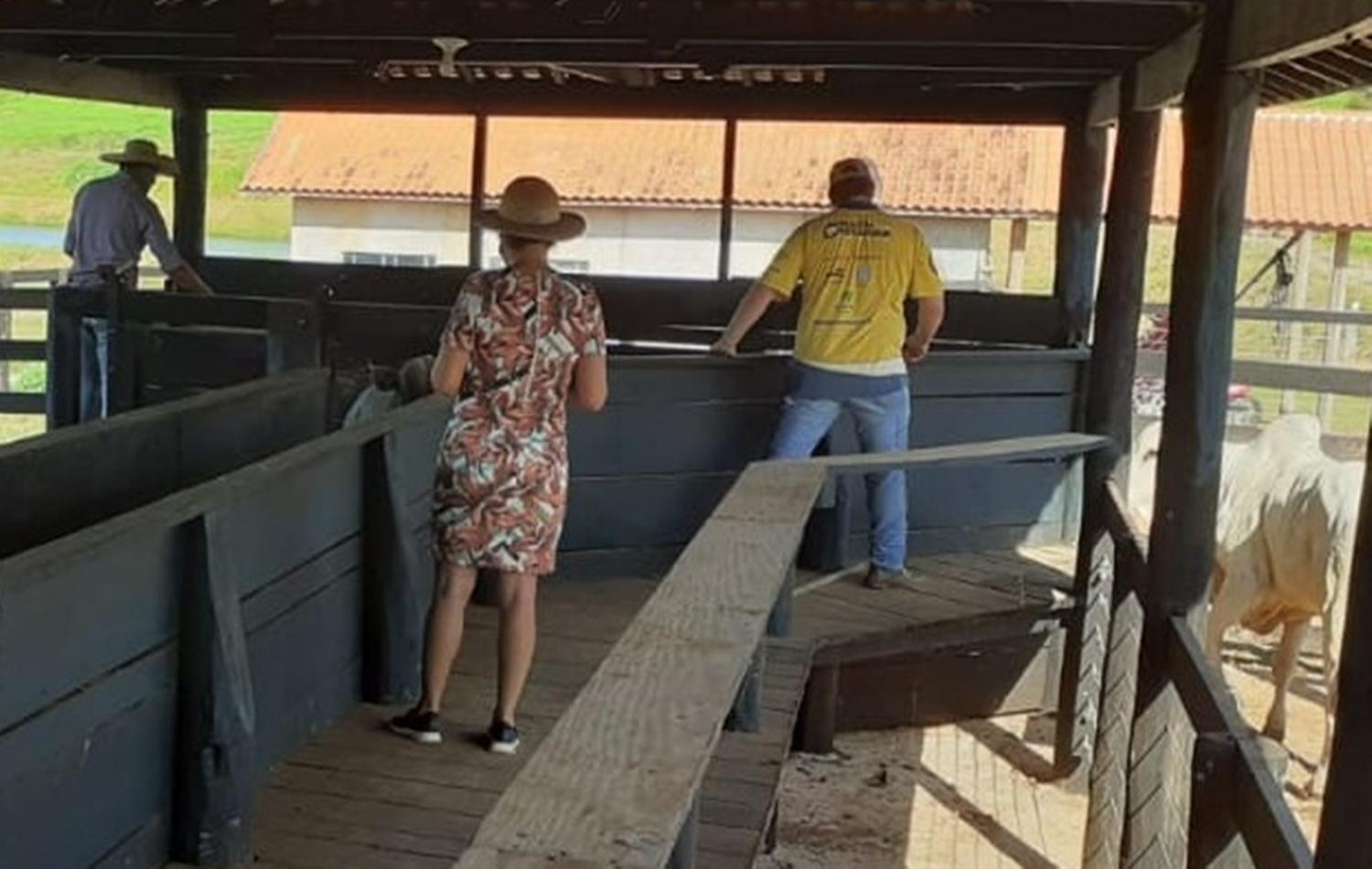 Em Rolim de Moura , Rosilene usa experiência de empresária para “confeccionar” boiadas