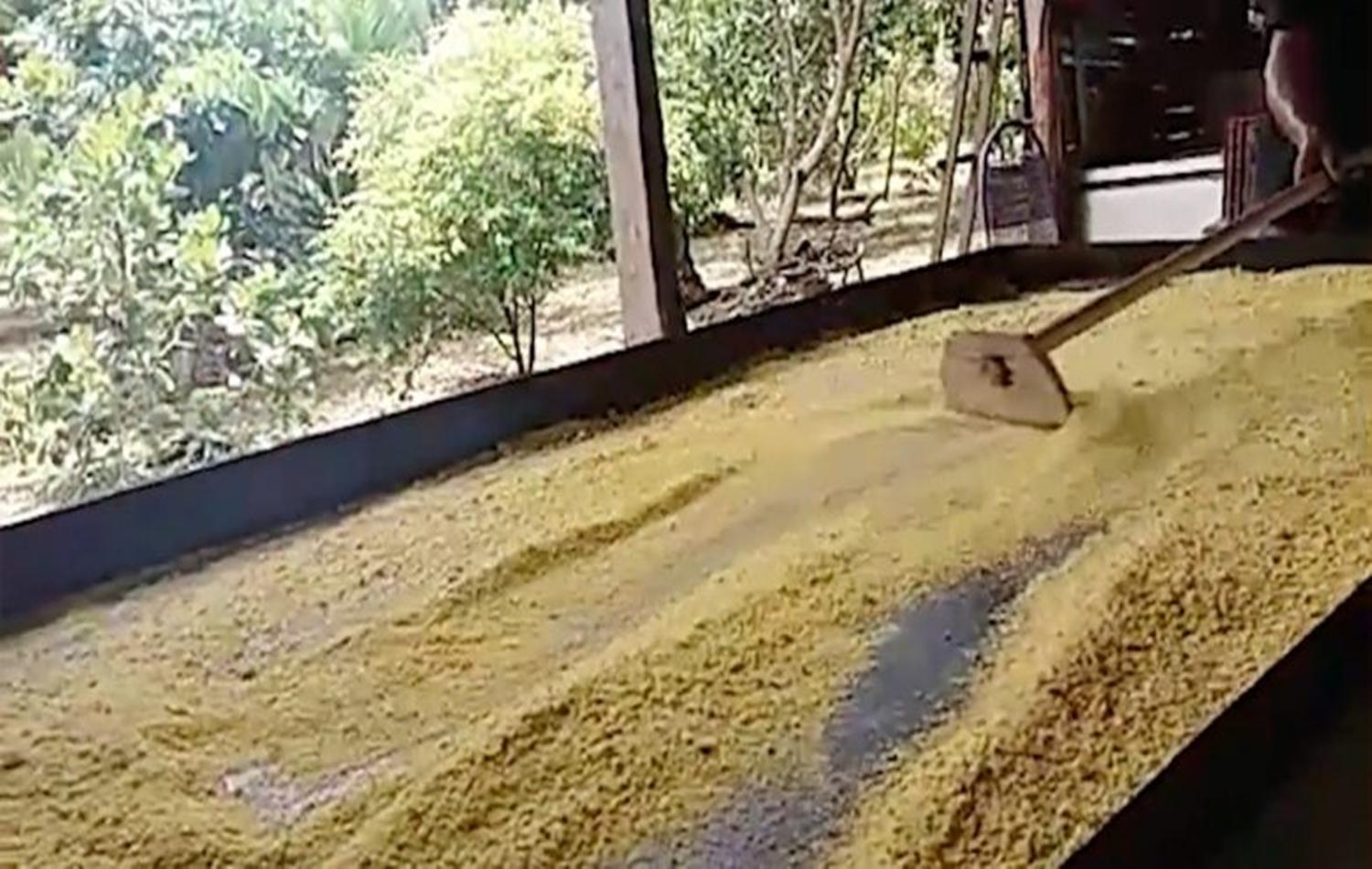 Produção da farinha artesanal na linha 17 em Porto Velho é destaque pela qualidade do produto