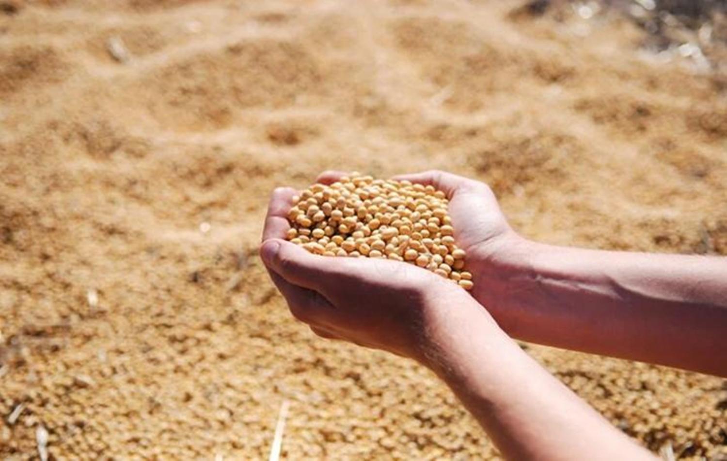Soja, milho e café registram queda no Brasil e arroba do boi gordo  supera a marca de R$ 300