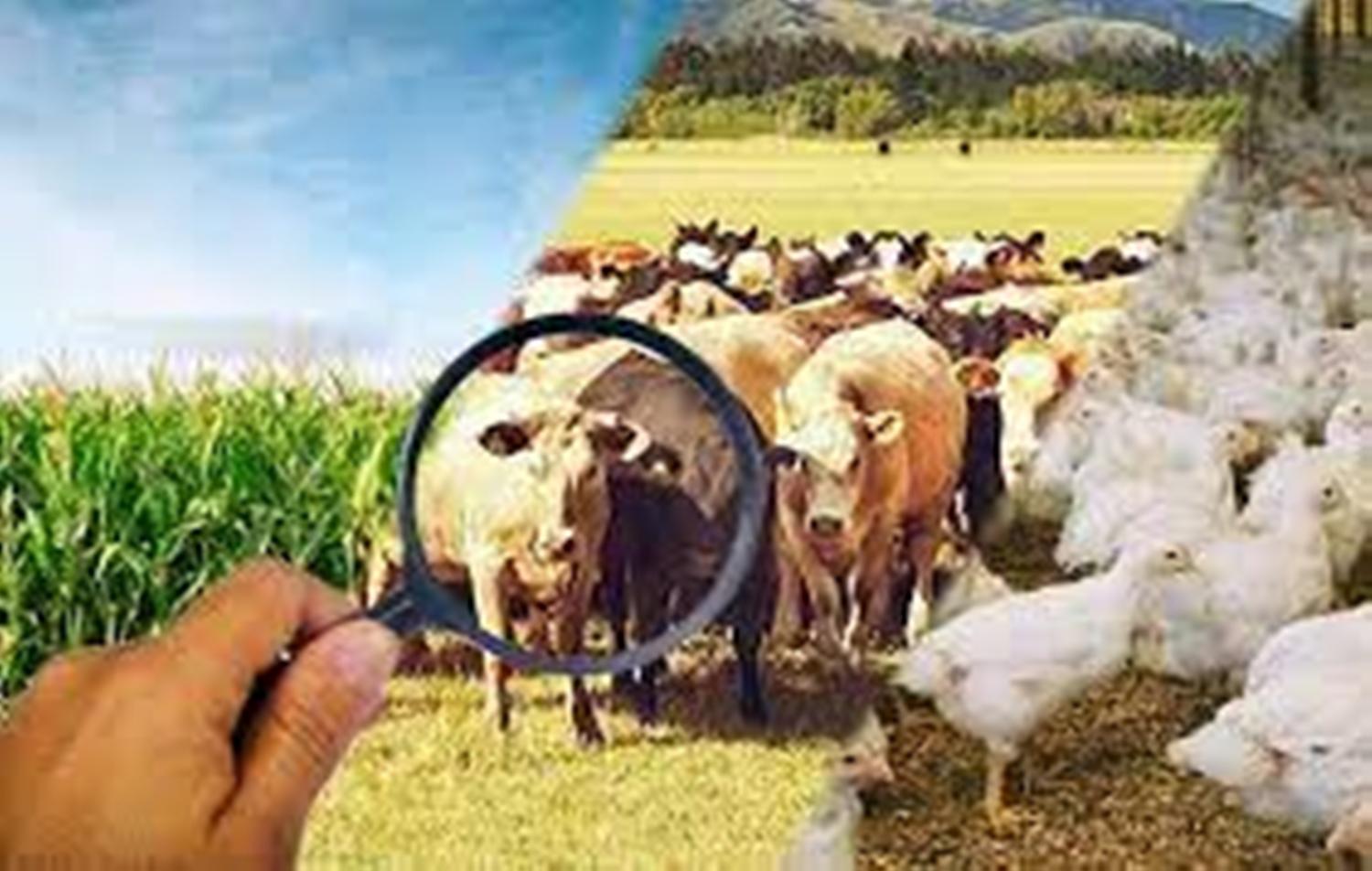 Dívidas do produtor: Programa pode perdoar até 100% de juros e multas
