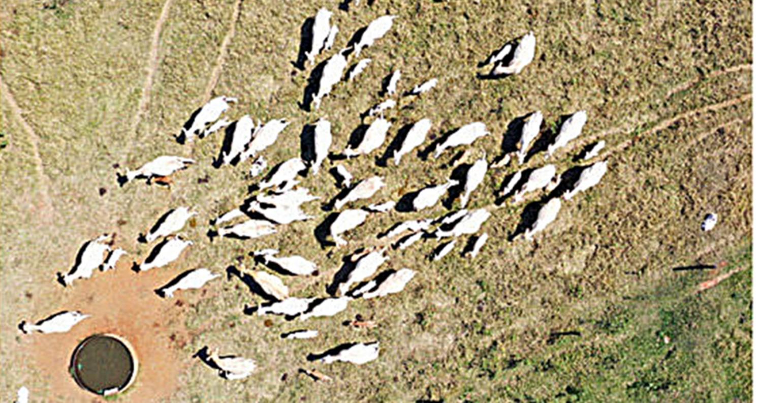 Cientistas já usam drones com câmeras inclinadas para monitorar gado no pasto.