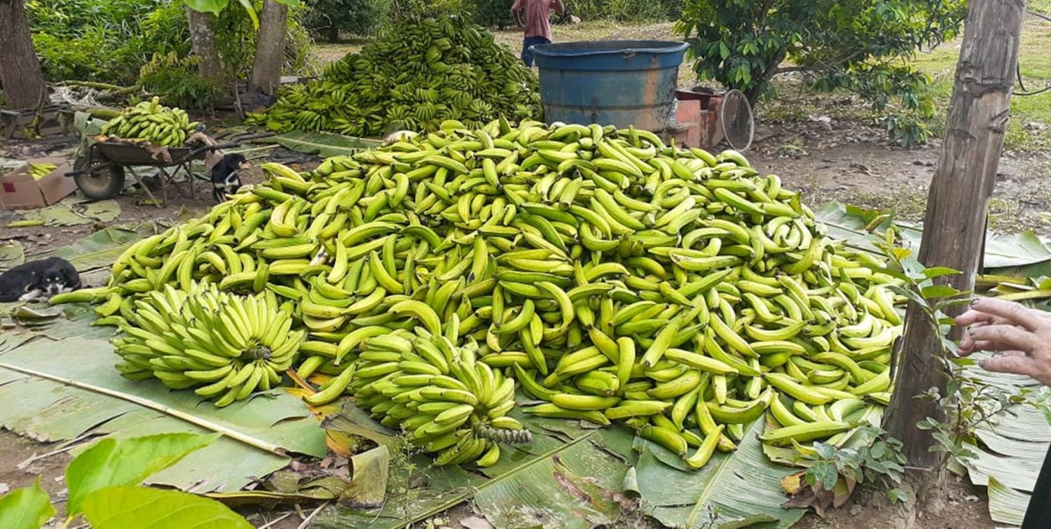 Produtores do Baixo Madeira começam  a colher safra de bananas