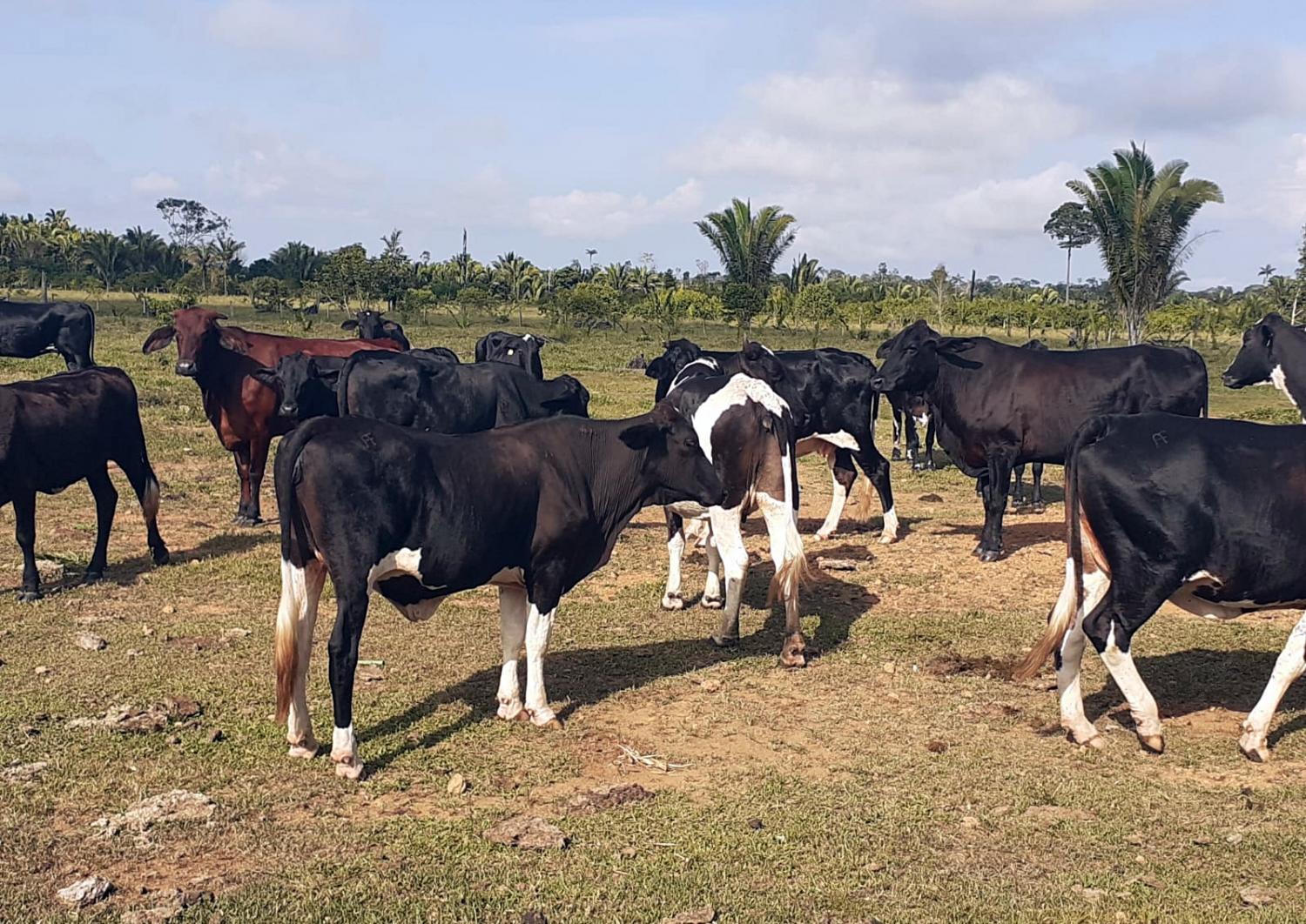 Prefeitura promove melhoria do gado leiteiro com tecnologia de melhoramento genético