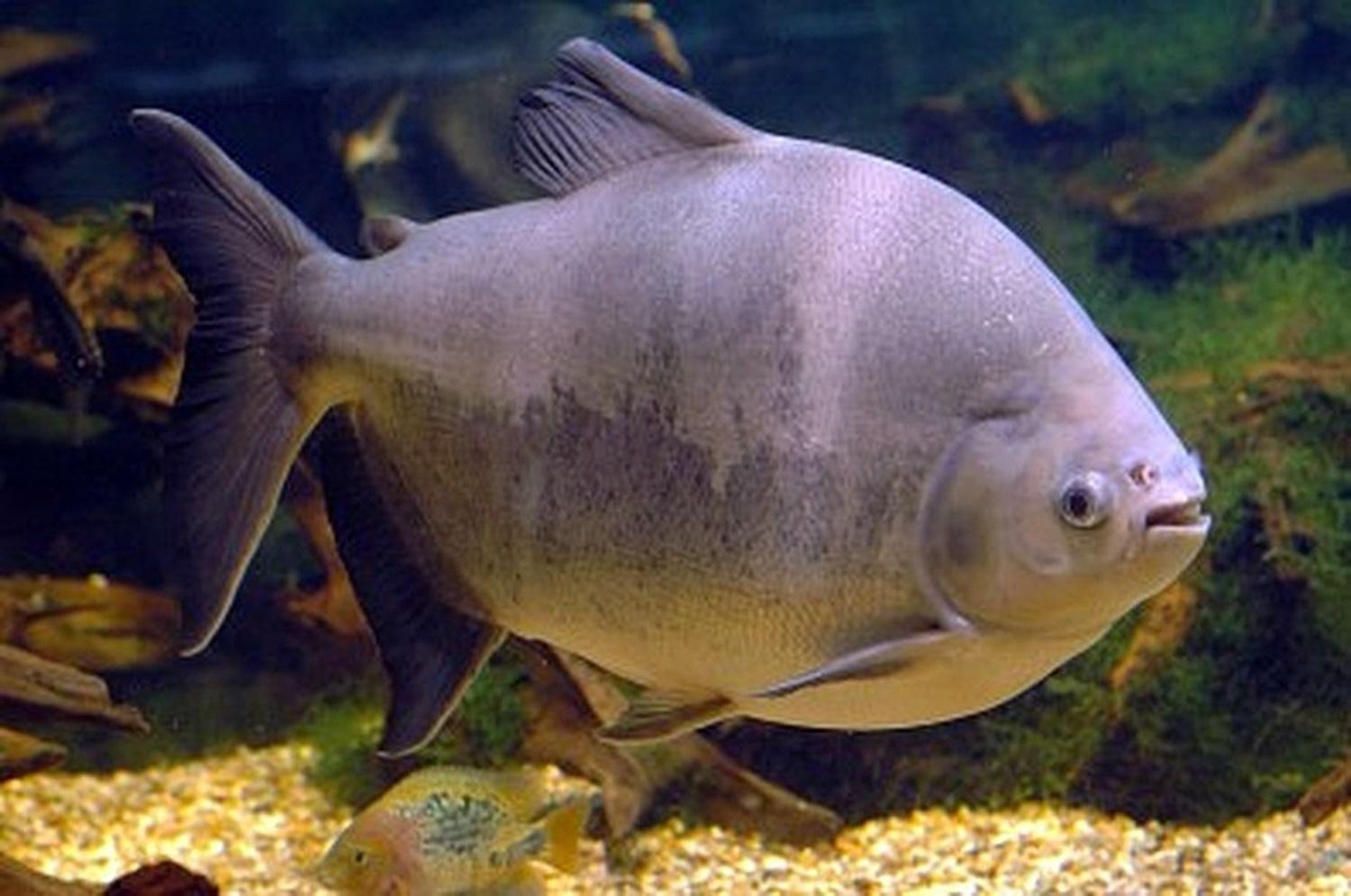 Tambaqui pode virar commodity brasileira no mercado global de pescado, aponta estudo
