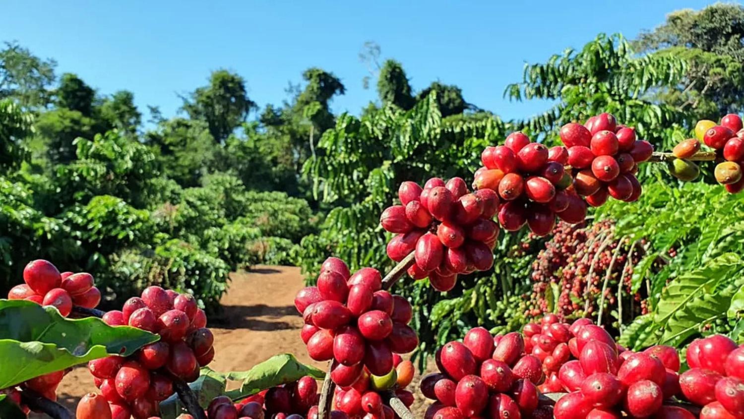 Colheita de café tem início em Rondônia