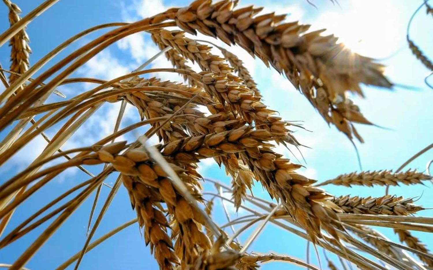 Brasil testa trigo transgênico no Cerrado