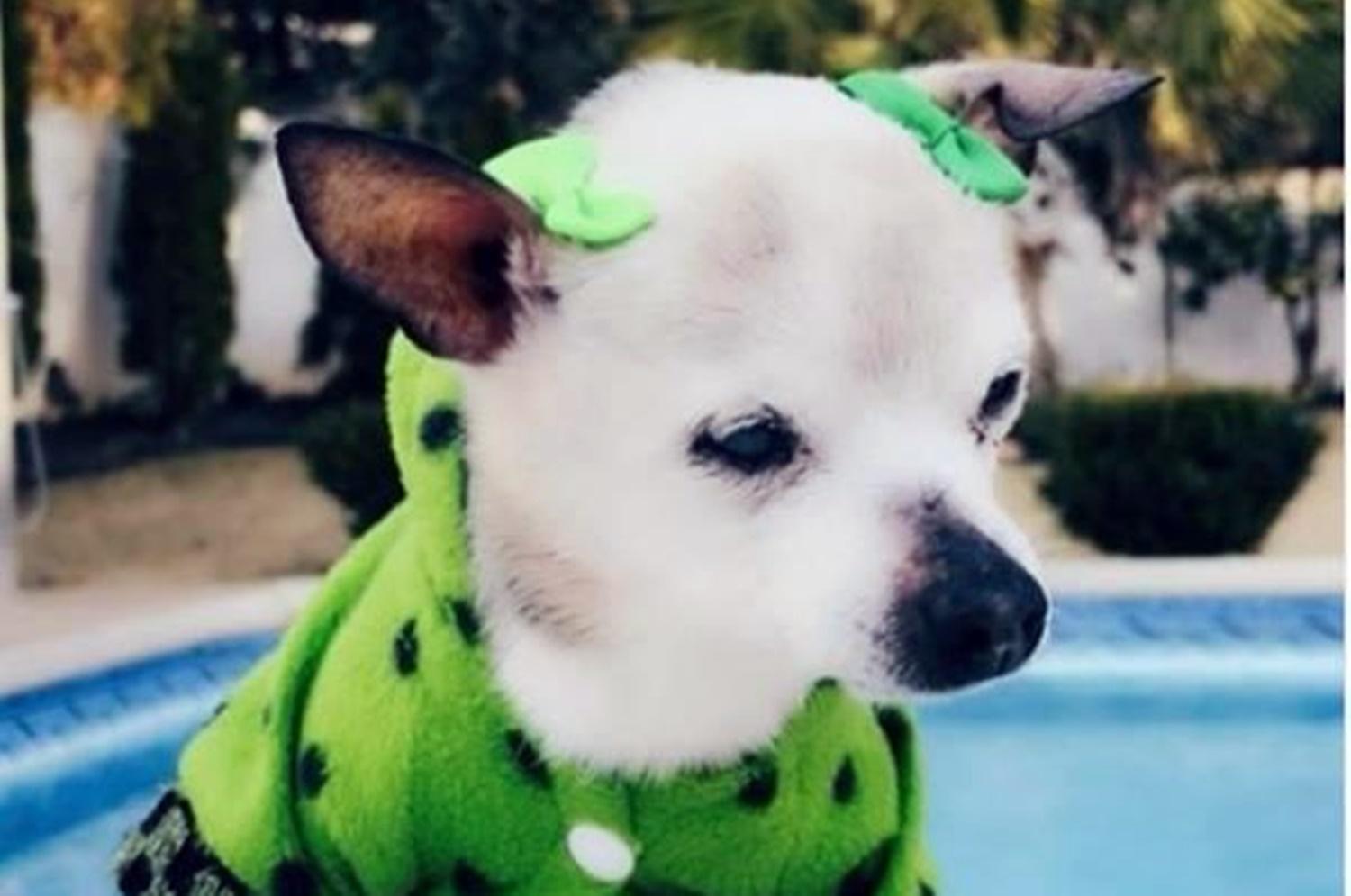 Cachorrinha quebra o recorde de cão mais velho do mundo