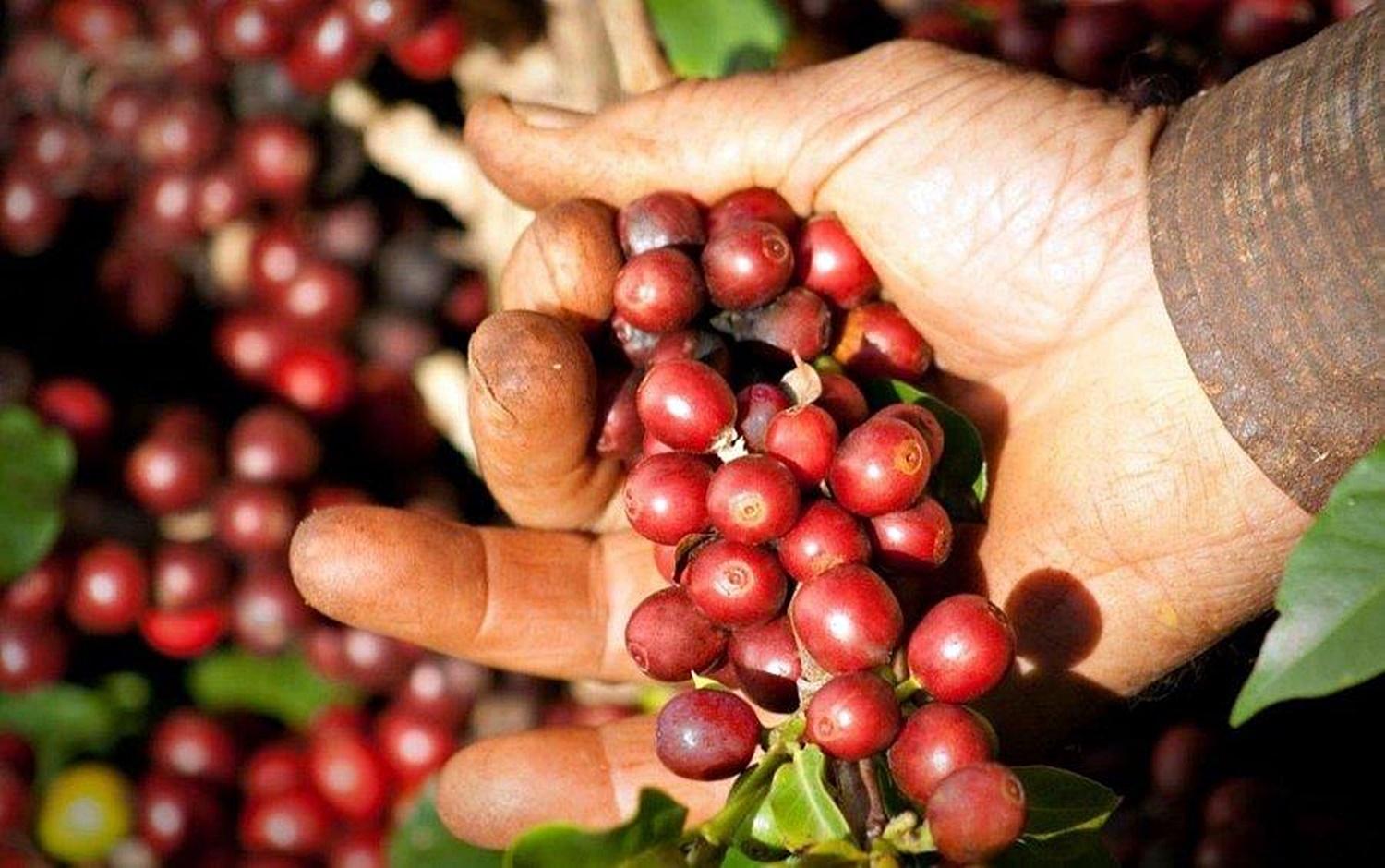 Cacoal sedia 1º Encontro Brasileiro de Degustadores de Café do Brasil