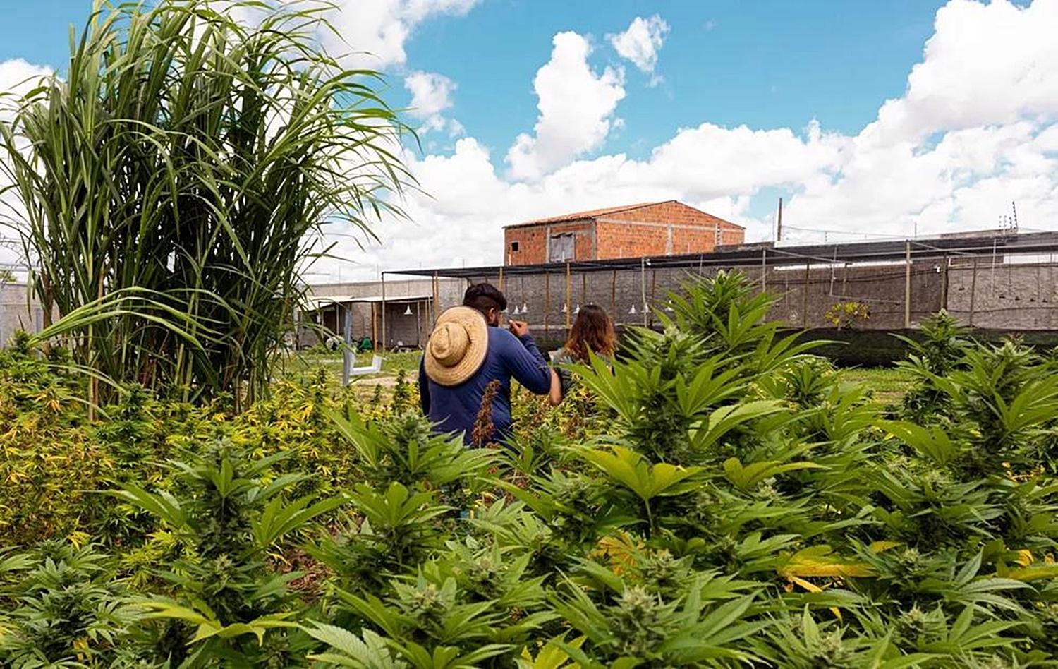 Cannabis medicinal: importação cresce 15 vezes em 5 anos e farmácias podem vender 18 produtos