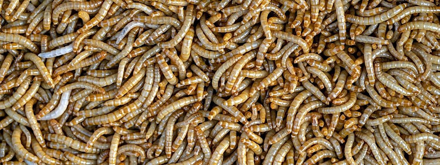 Cientistas descobrem ‘supervermes’ que sobrevivem comendo apenas isopor