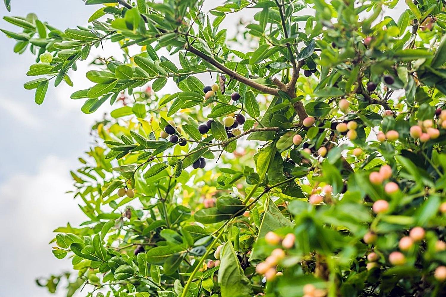 Confira os incríveis benefícios da fruta do milagre e descubra que seu nome não é ao acaso