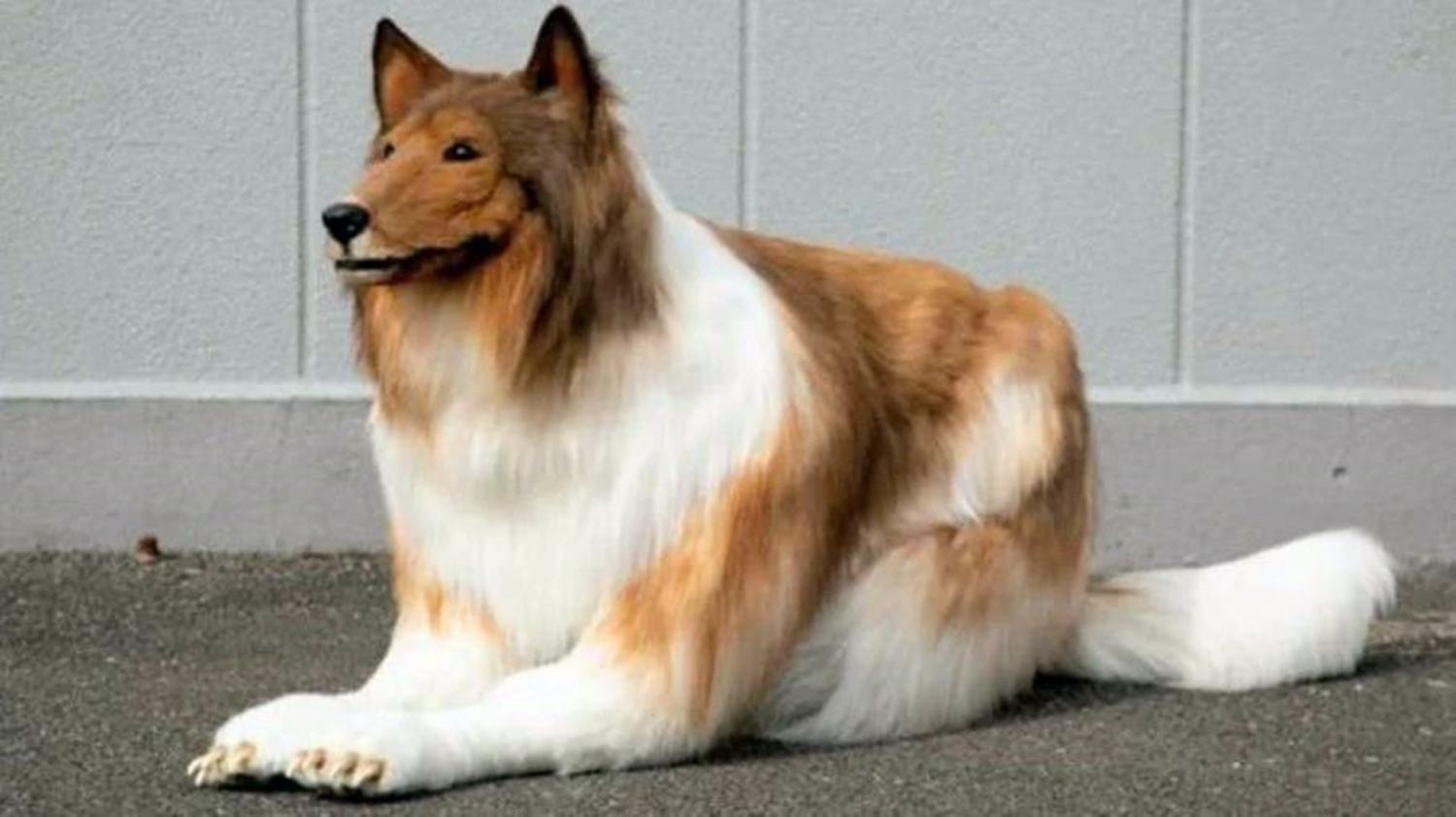 Japonês gasta R$ 76 mil para realizar o sonho de se transformar em cachorro