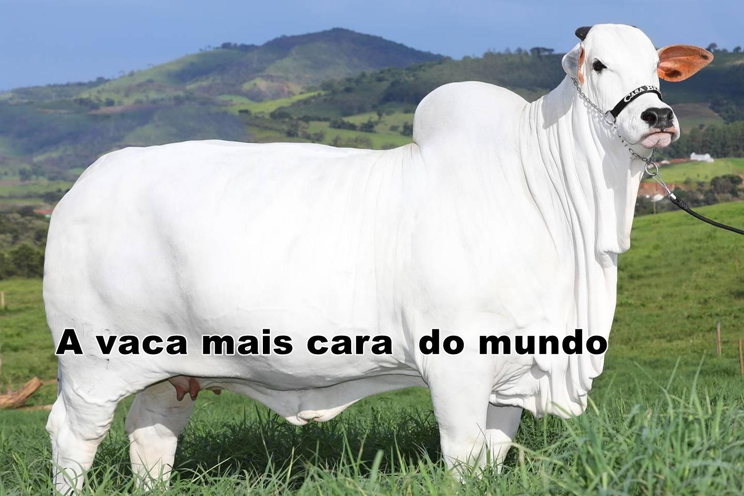  Viatina, a vaca mais cara do mundo, é avaliada em R$ 8 milhões