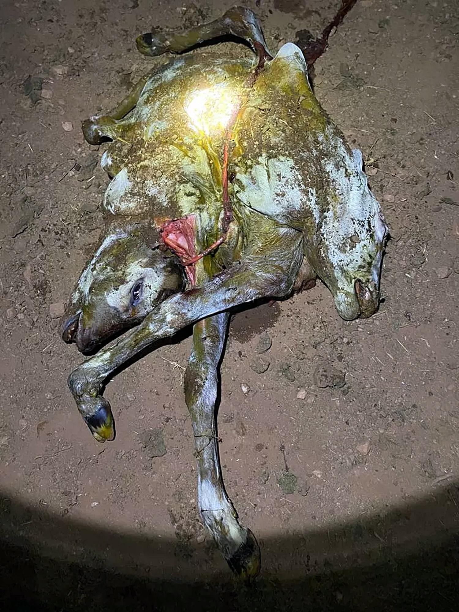 Bezerro nasce com duas cabeças e sete patas e assusta moradores de Rondônia: 'bizarro'