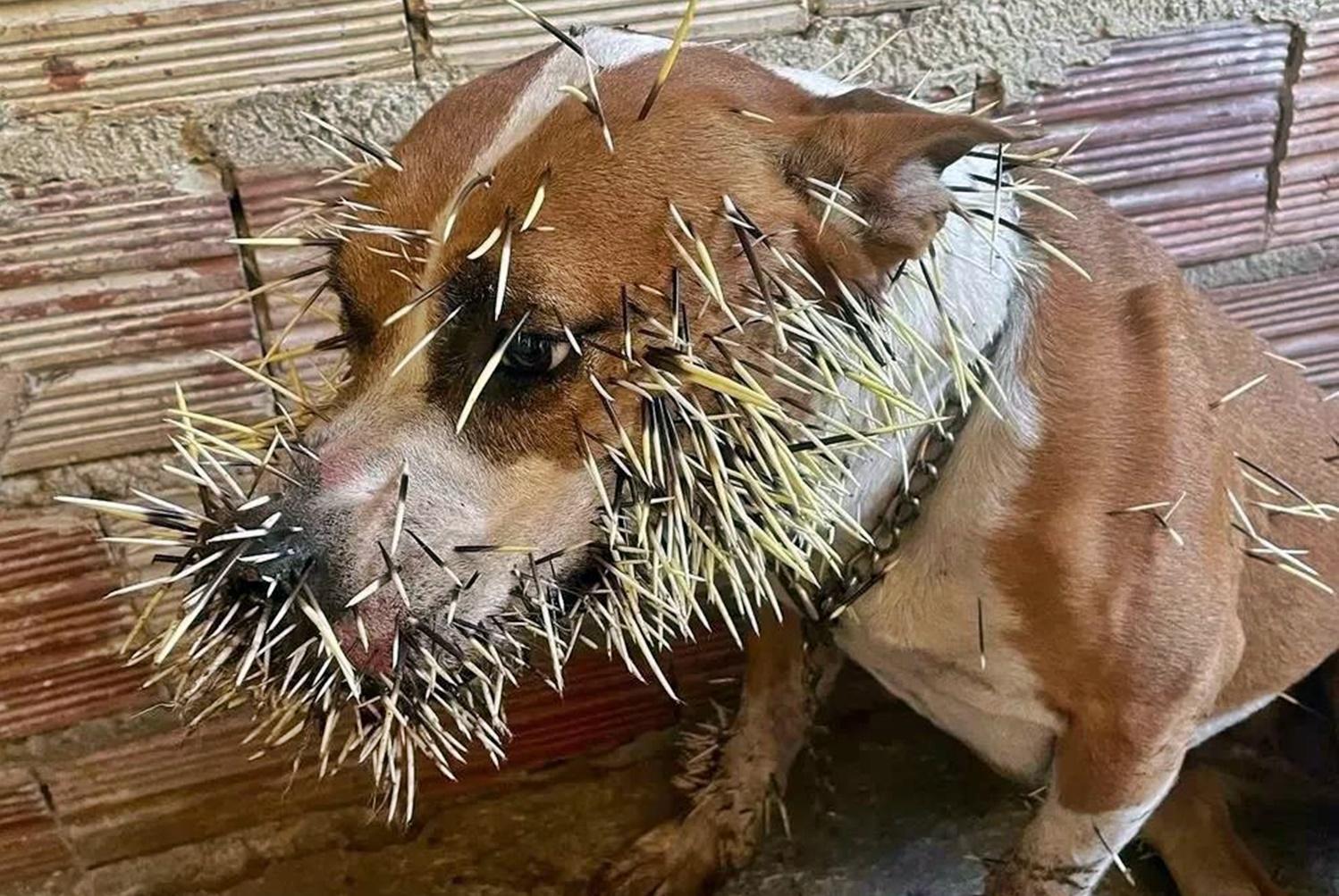 Cadelas ficam feridas após briga com porco-espinho em Teresina