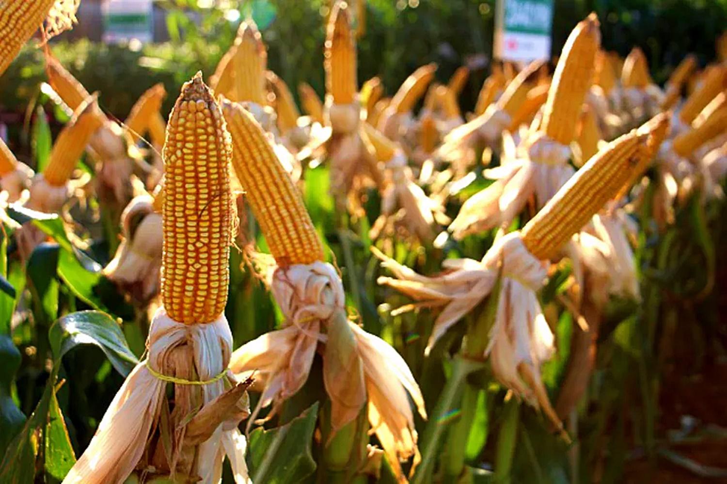 Empresa agrícola ganha aval para comprar 31 mil hectares de terra em Rondônia