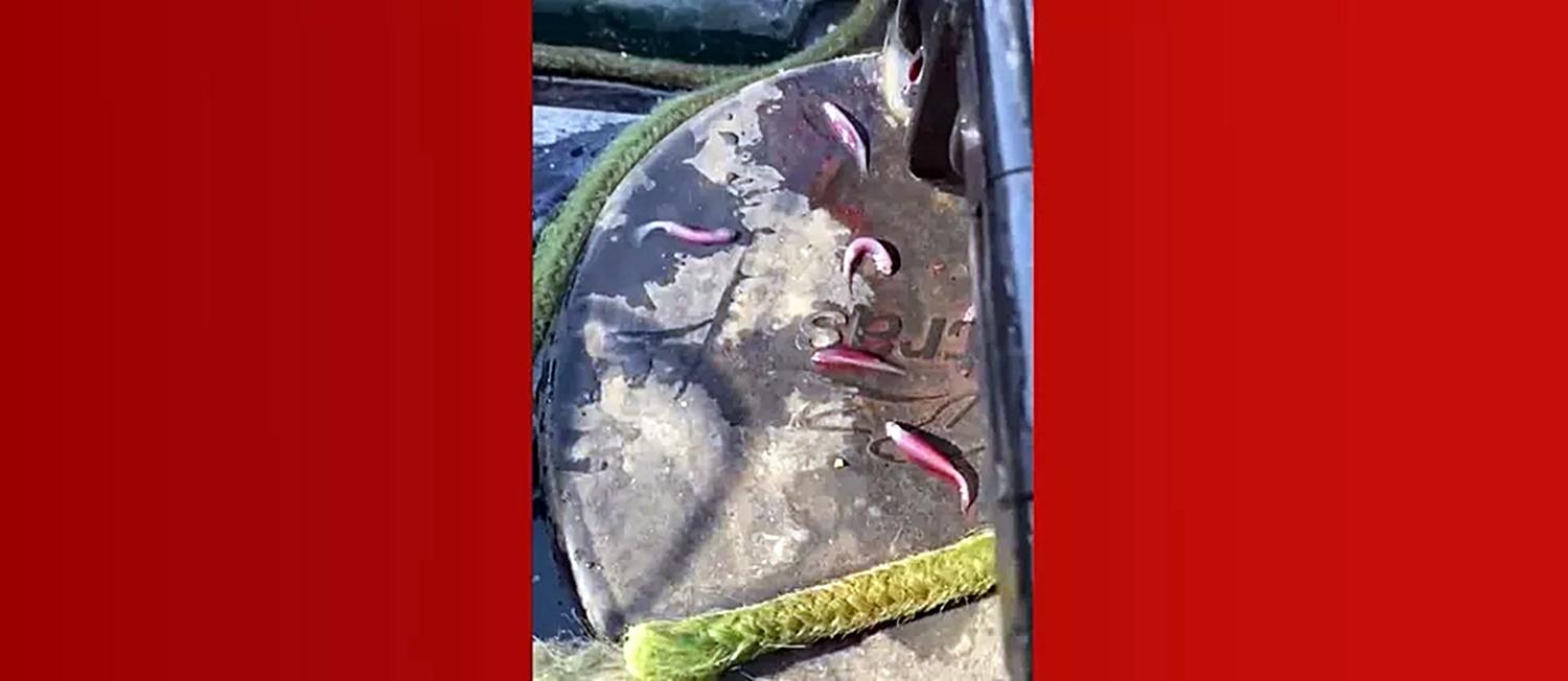 VÍDEO: caiaque de pescador é invadido por mais de 30 candirus no rio Madeira em Rondônia