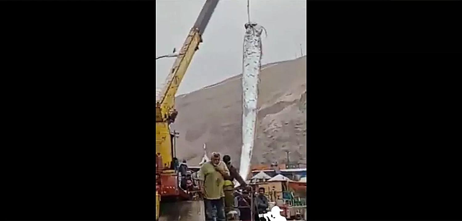 VÍDEO: Entenda por que aparição de peixe-remo gigantesco provoca medo em moradores do Chile