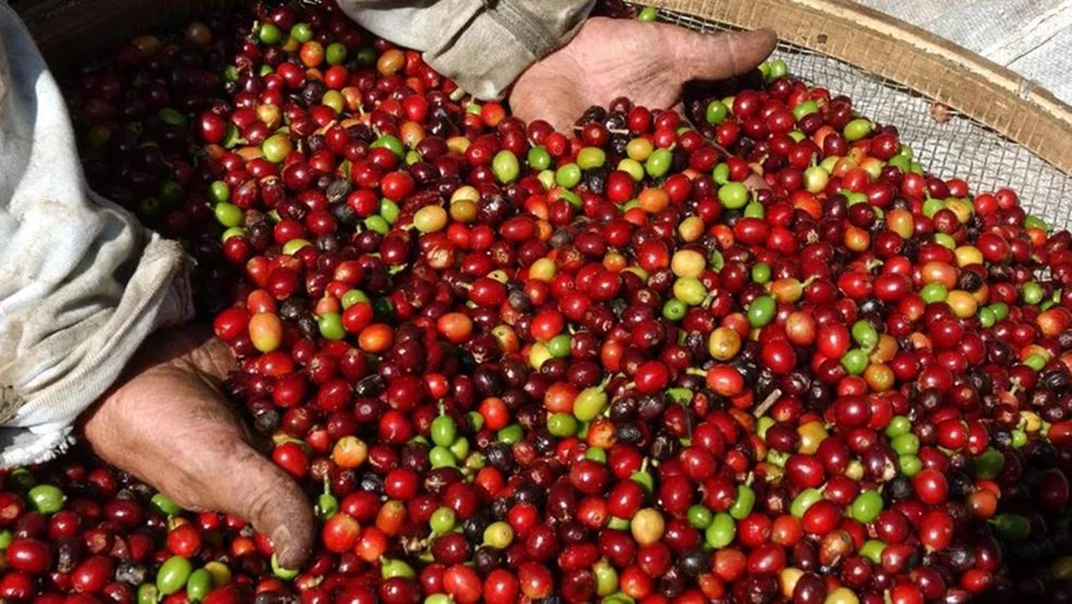 Concurso do Café em Rondônia – Comissão nomeada pela SEAGRI  tem poucos especialistas no assunto