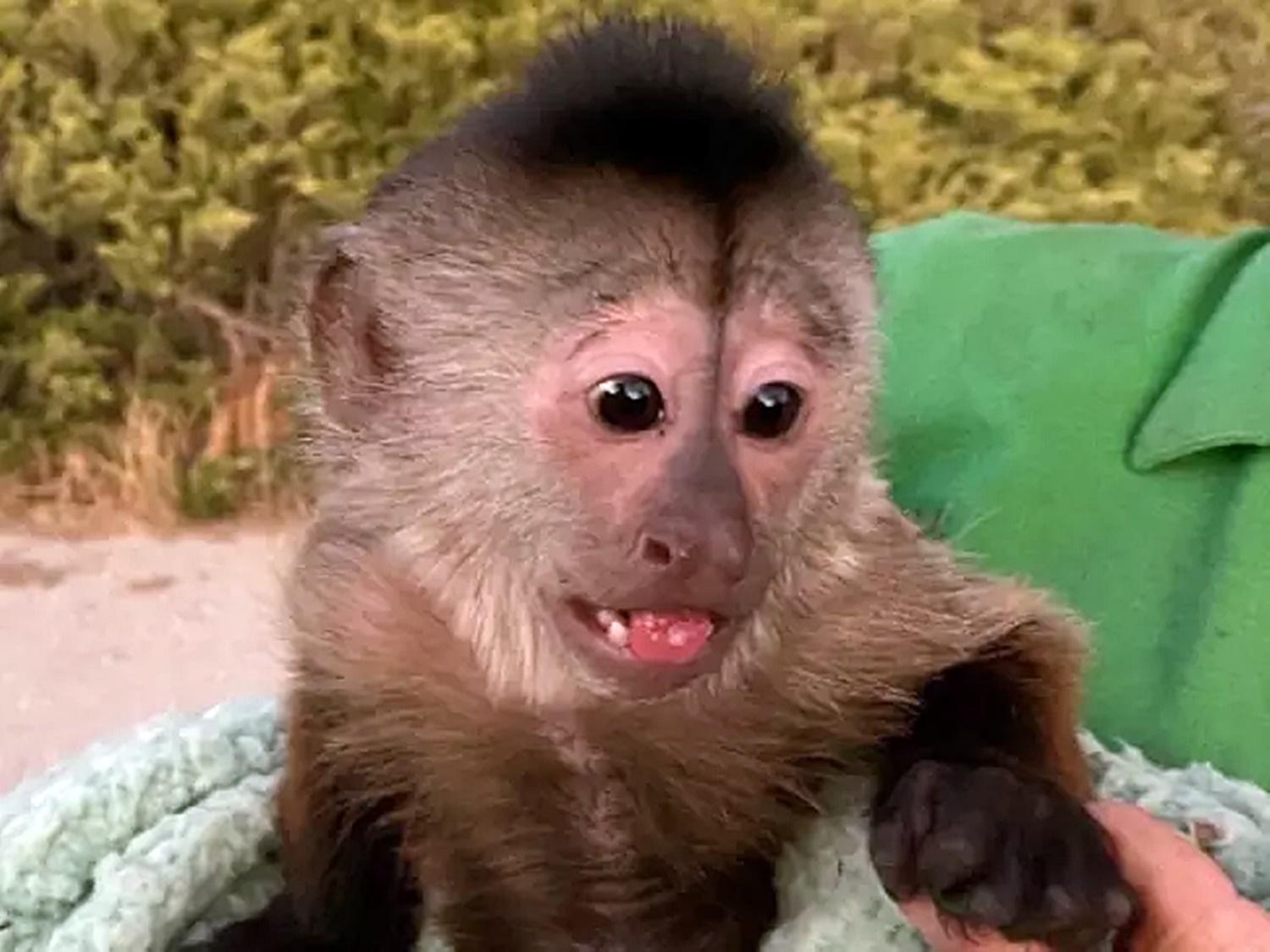 Macaco em zoológico é suspeito de ligar para a polícia dos Estados Unidos