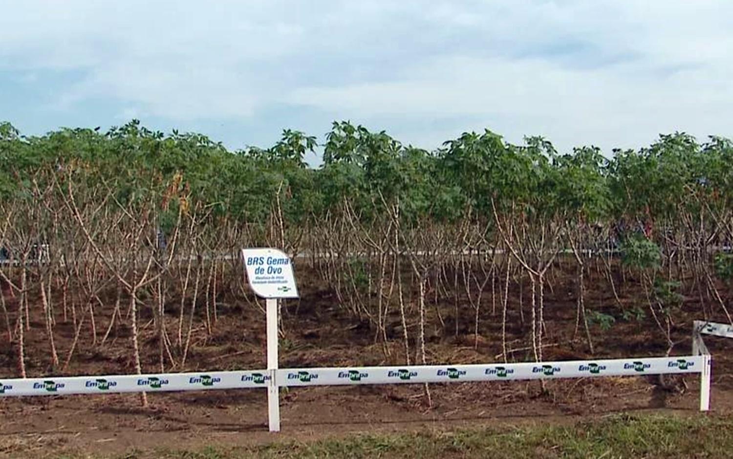 Variedade de mandioca desenvolvida pela Embrapa Rondônia fica cozida em 10 minutos