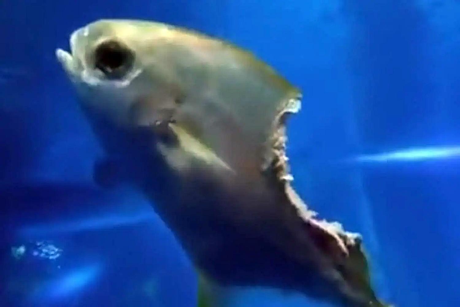 Vídeo de peixe sem pedaço que consegue nadar viraliza; assista