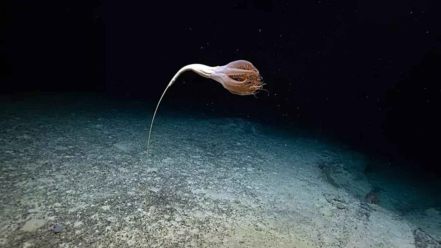  Vídeo: rara criatura marinha é filmada por cientistas no Pacífico