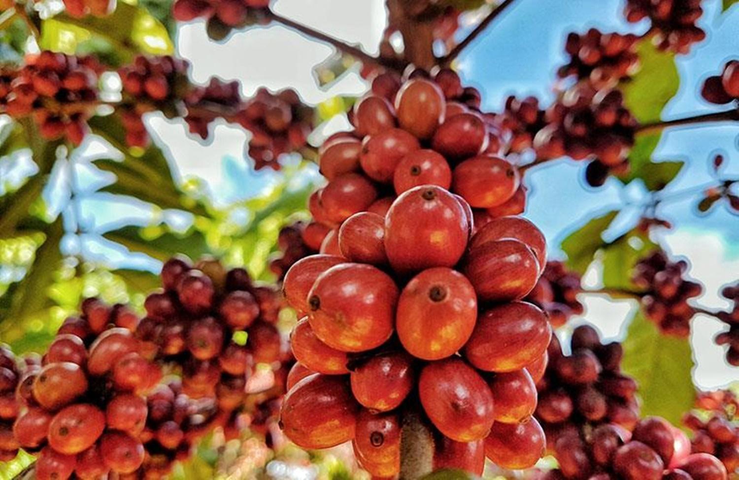 Cafés de terras indígenas de RO faturam três dos seis prêmios do Concafé 2022