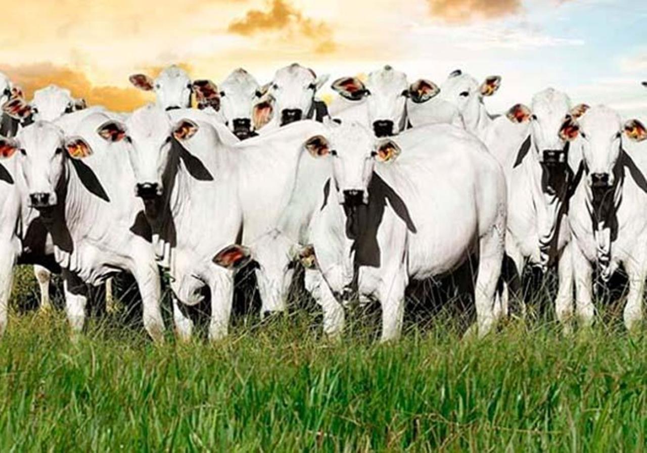 RUIM PARA RONDÔNIA - União Europeia decide proibir soja e carne de áreas desmatadas