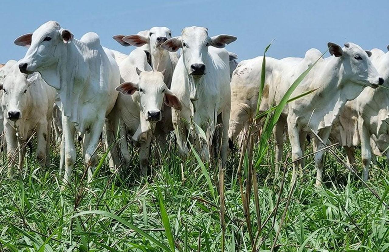 Boi gordo: embargo da China derruba preços em 10%, mas nada muda pra o consumidor