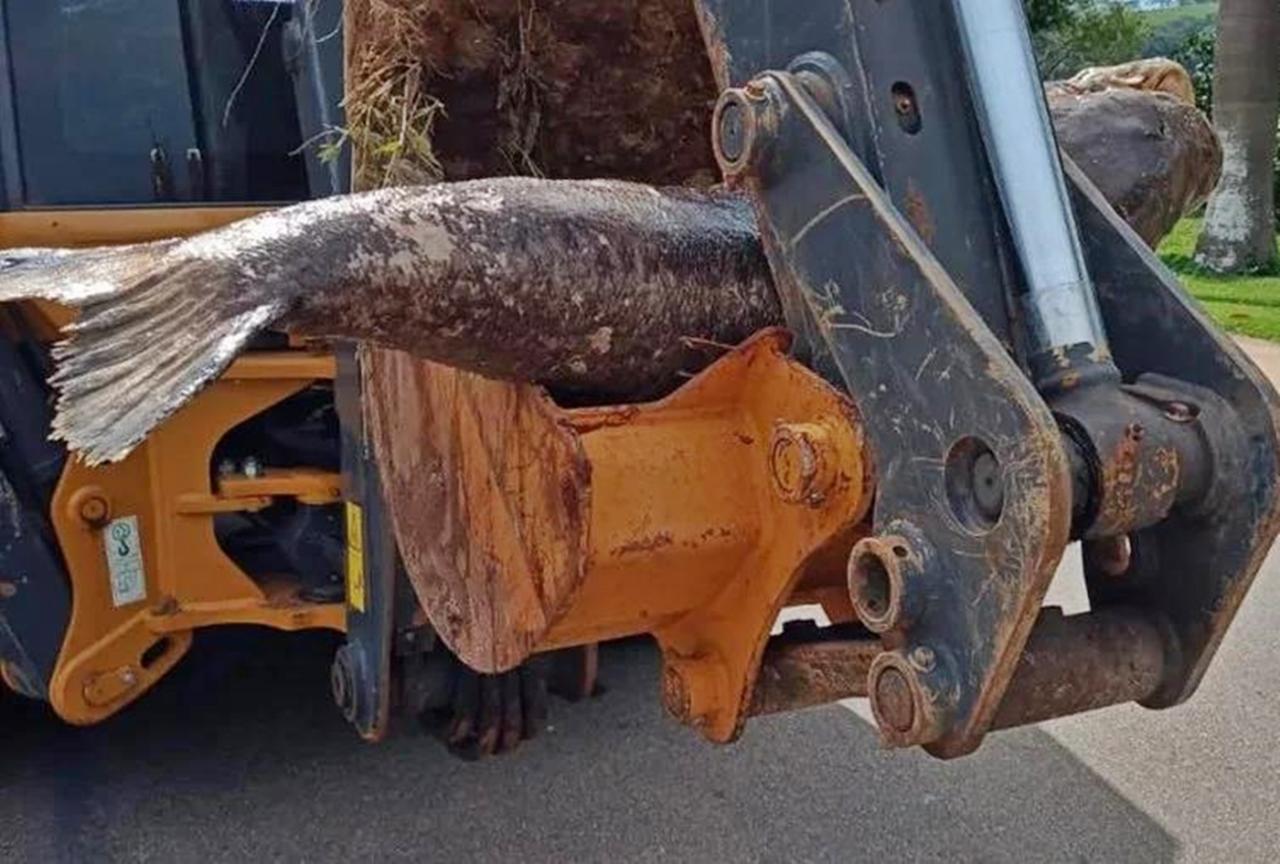 Carpa gigante é retirada de represa com retroescavadeira