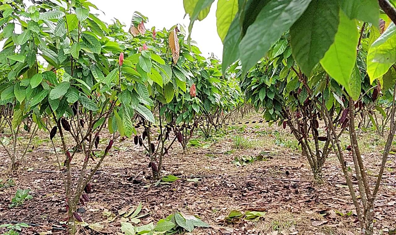 Dia de campo explora potencial do cacau em Rondônia
