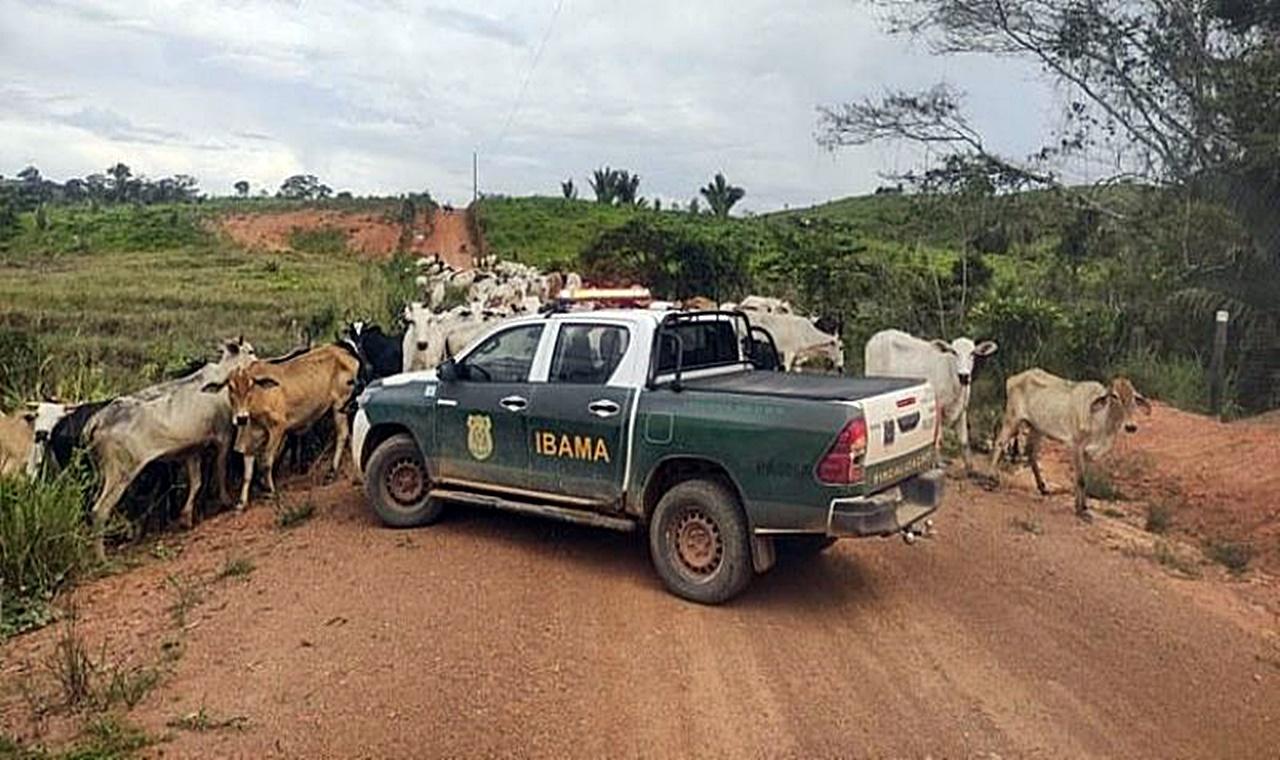 Cerca de 500 mil cabeças de gado devem ser removidas por estarem em áreas ilegais em RO