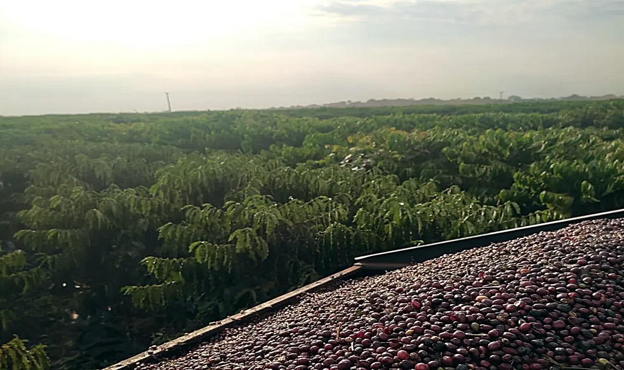 RO deve ter colheita recorde de café: 'maior safra do estado de todos os tempos', indica a Conab