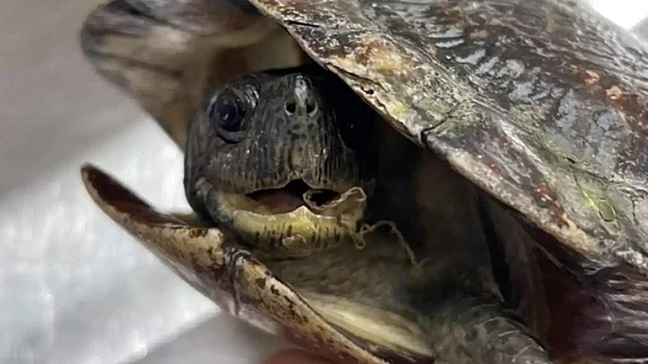 Vovó tartaruga que foi jogada no lixo hoje sorri para as pessoas